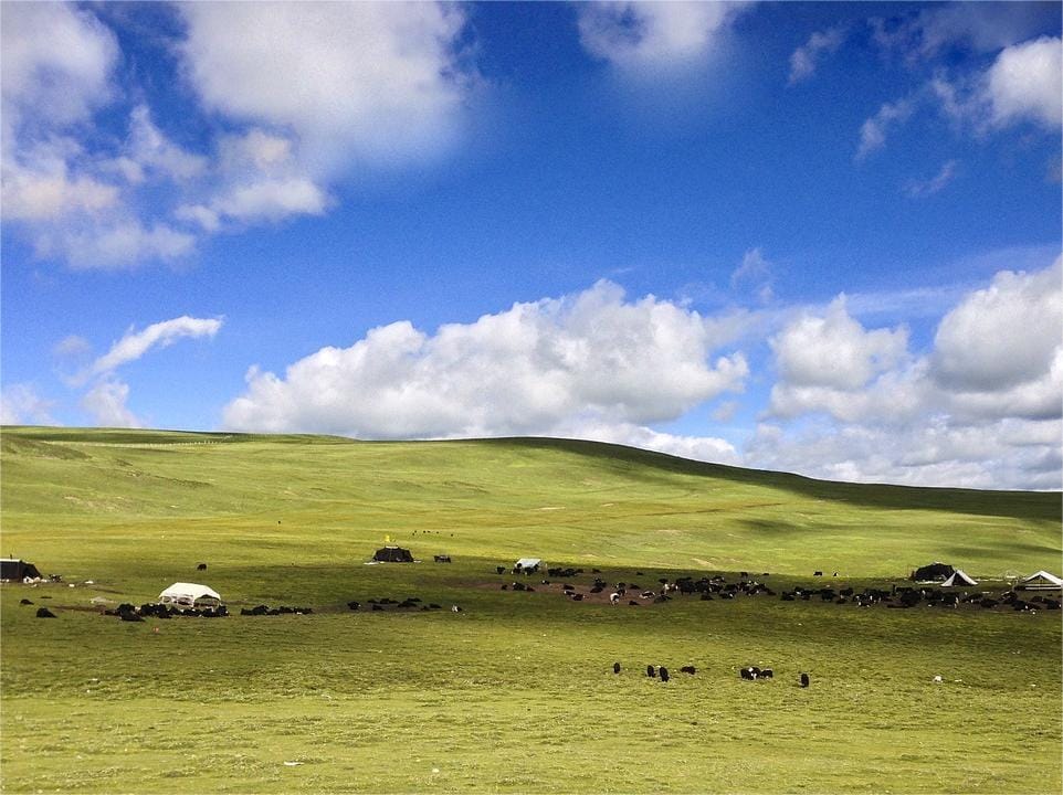 内蒙古牧草种植指南：科学适配与精准管理-瀚阳绿化