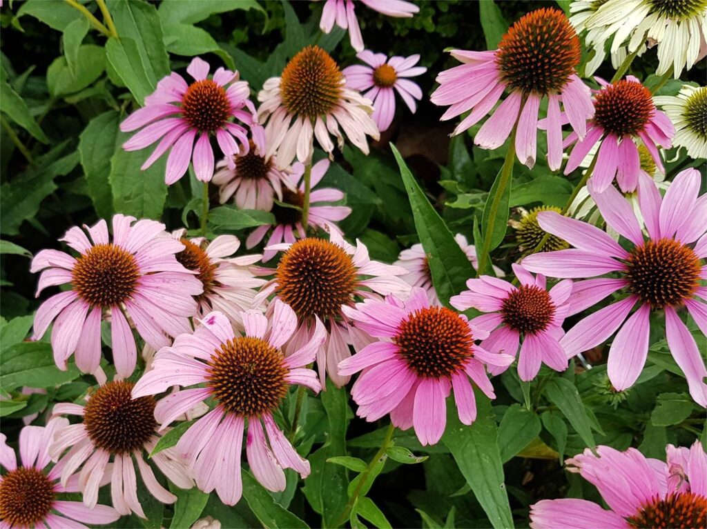 松果菊-瀚阳绿化