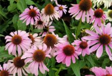 松果菊-瀚阳绿化