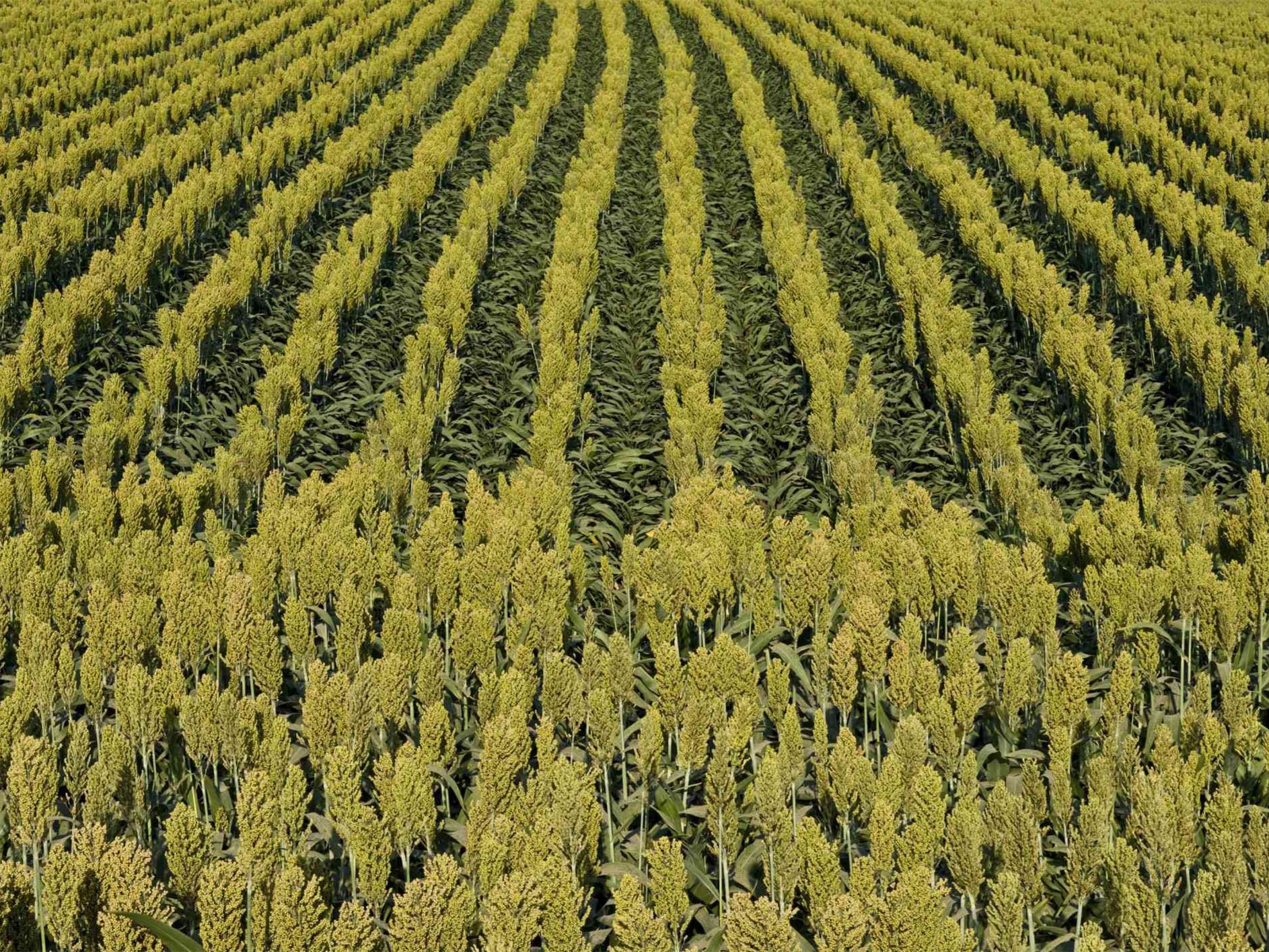 苏丹草-瀚阳绿化