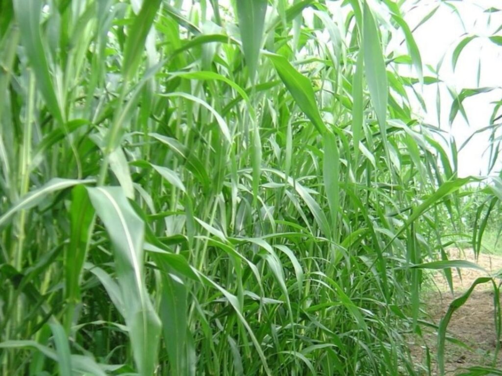 苏丹草-瀚阳绿化