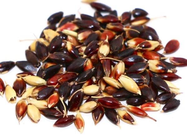 苏丹草种籽-瀚阳绿化