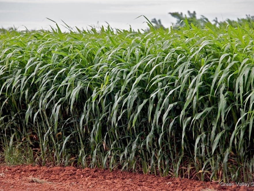 苏丹草-瀚阳绿化