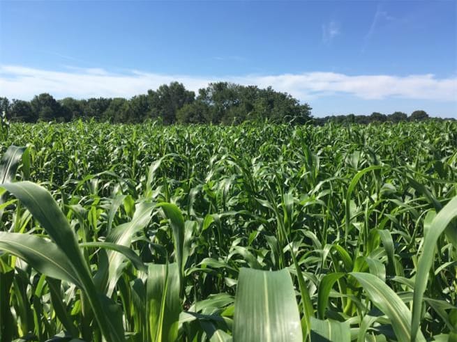 苏丹草-瀚阳绿化