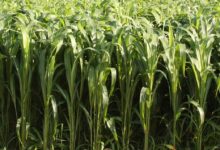 苏丹草种子-瀚阳绿化