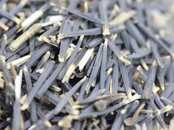 万寿菊种籽-瀚阳绿化