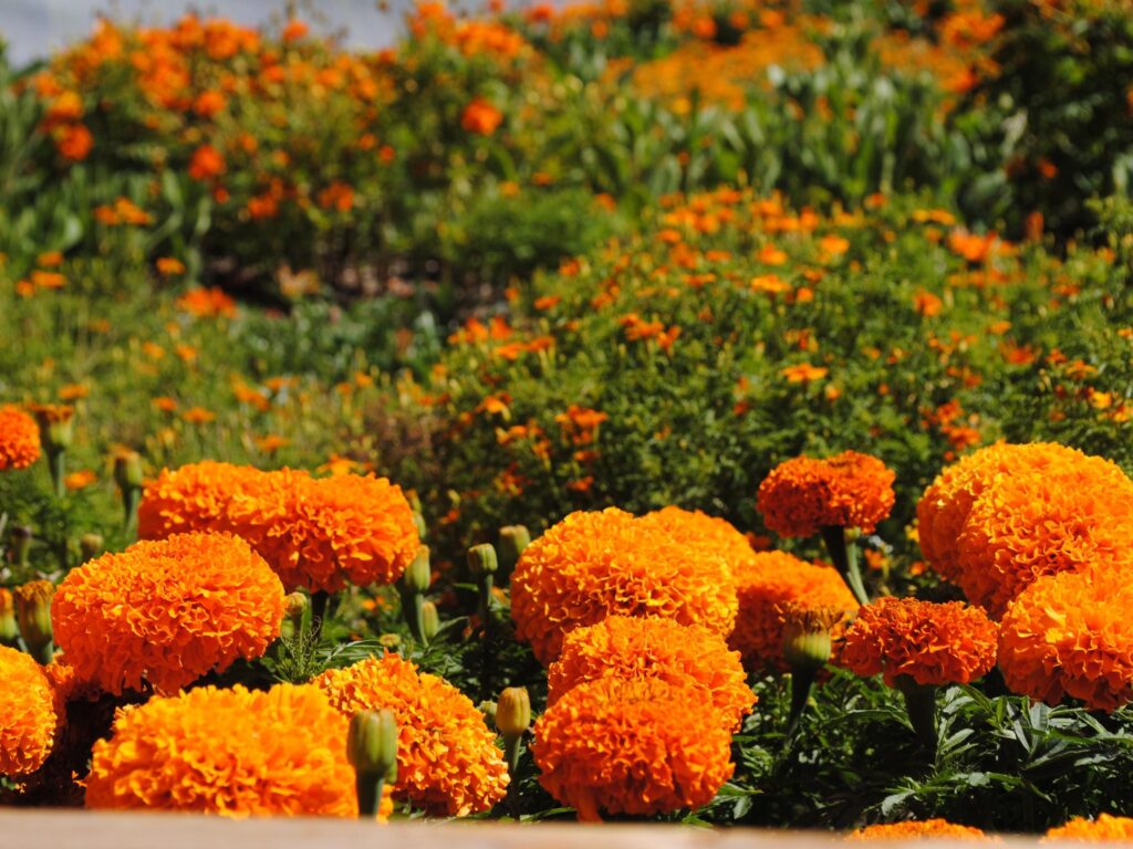 万寿菊-瀚阳绿化