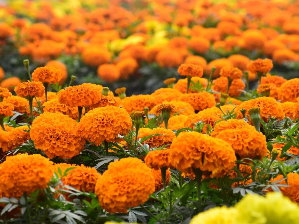 万寿菊-瀚阳绿化