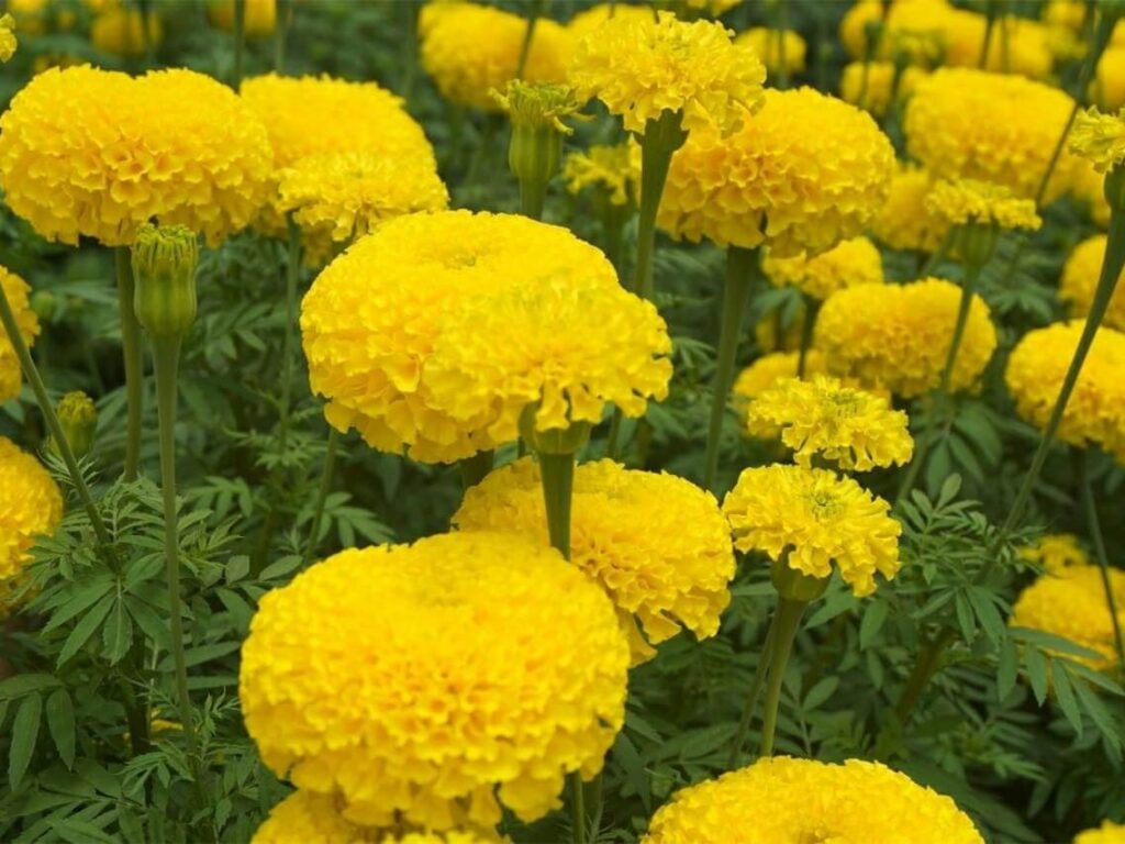 万寿菊-瀚阳绿化