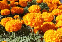 万寿菊种子-瀚阳绿化