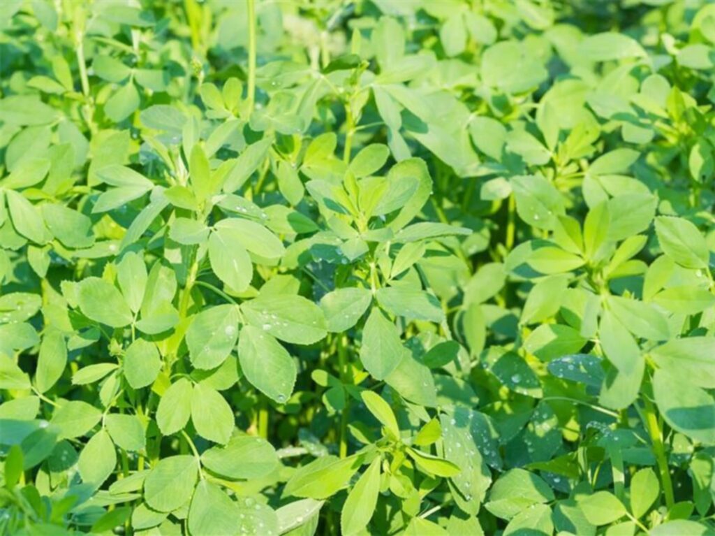 紫花苜蓿-瀚阳绿化