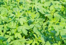 牧草种子种类、适配性与营养价值全解析-瀚阳绿化