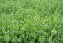 紫花苜蓿 苜蓿草-瀚阳绿化