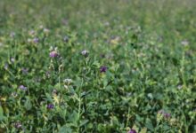 紫花苜蓿种植与管理的综合指南-瀚阳绿化