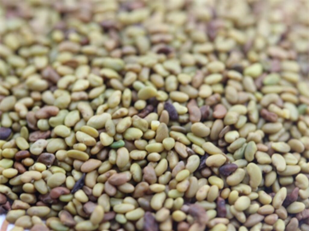 紫花苜蓿种籽-瀚阳绿化