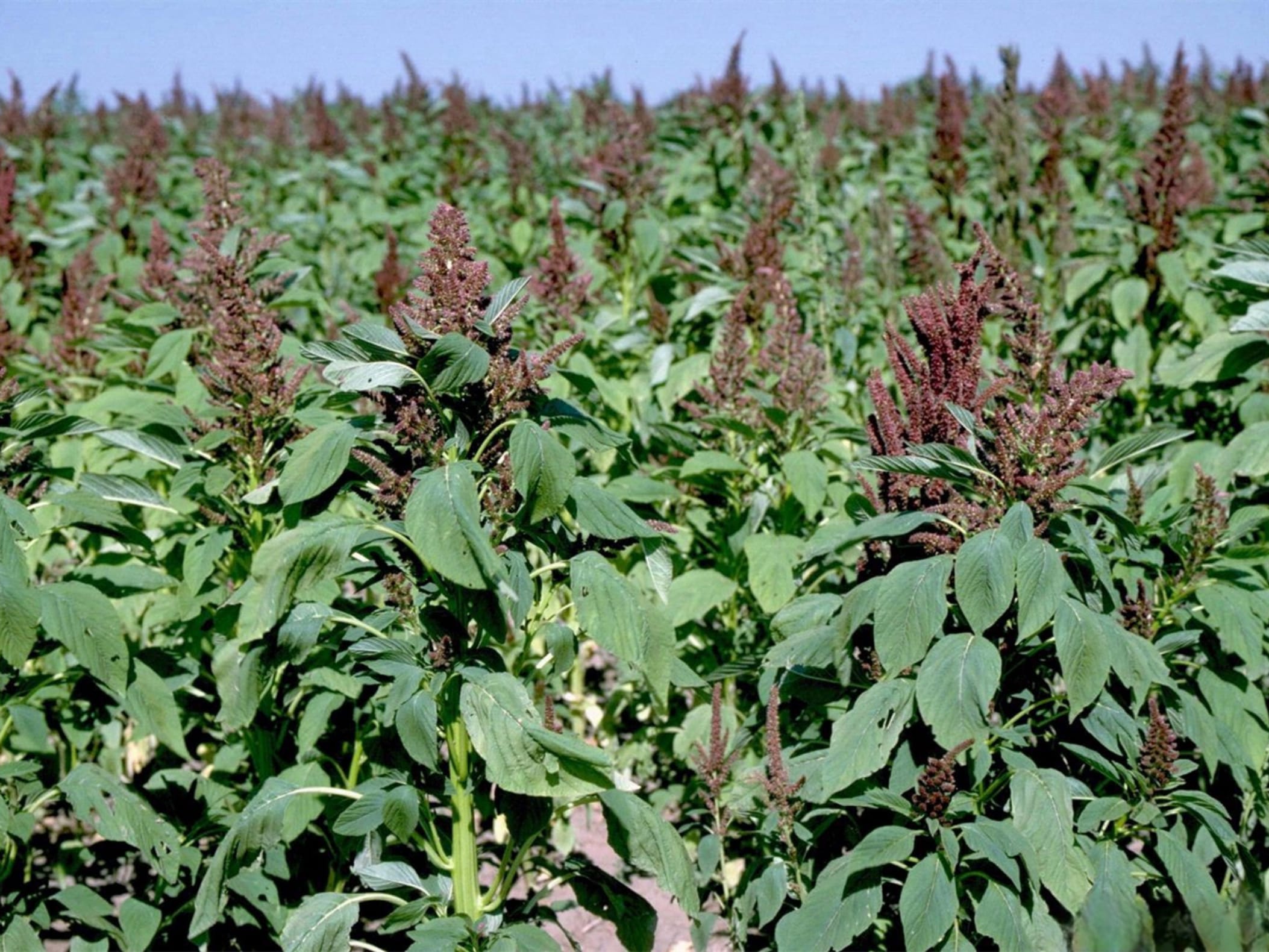 籽粒苋-瀚阳绿化