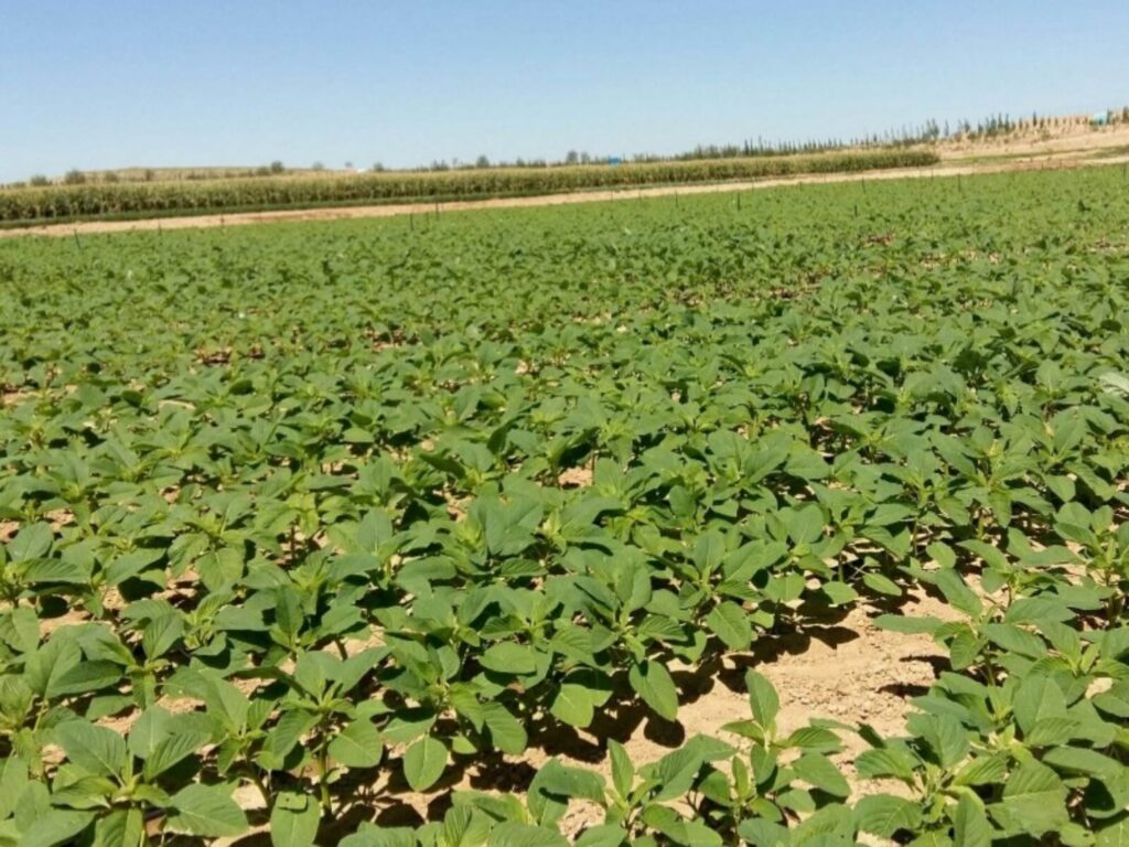 籽粒苋-瀚阳绿化