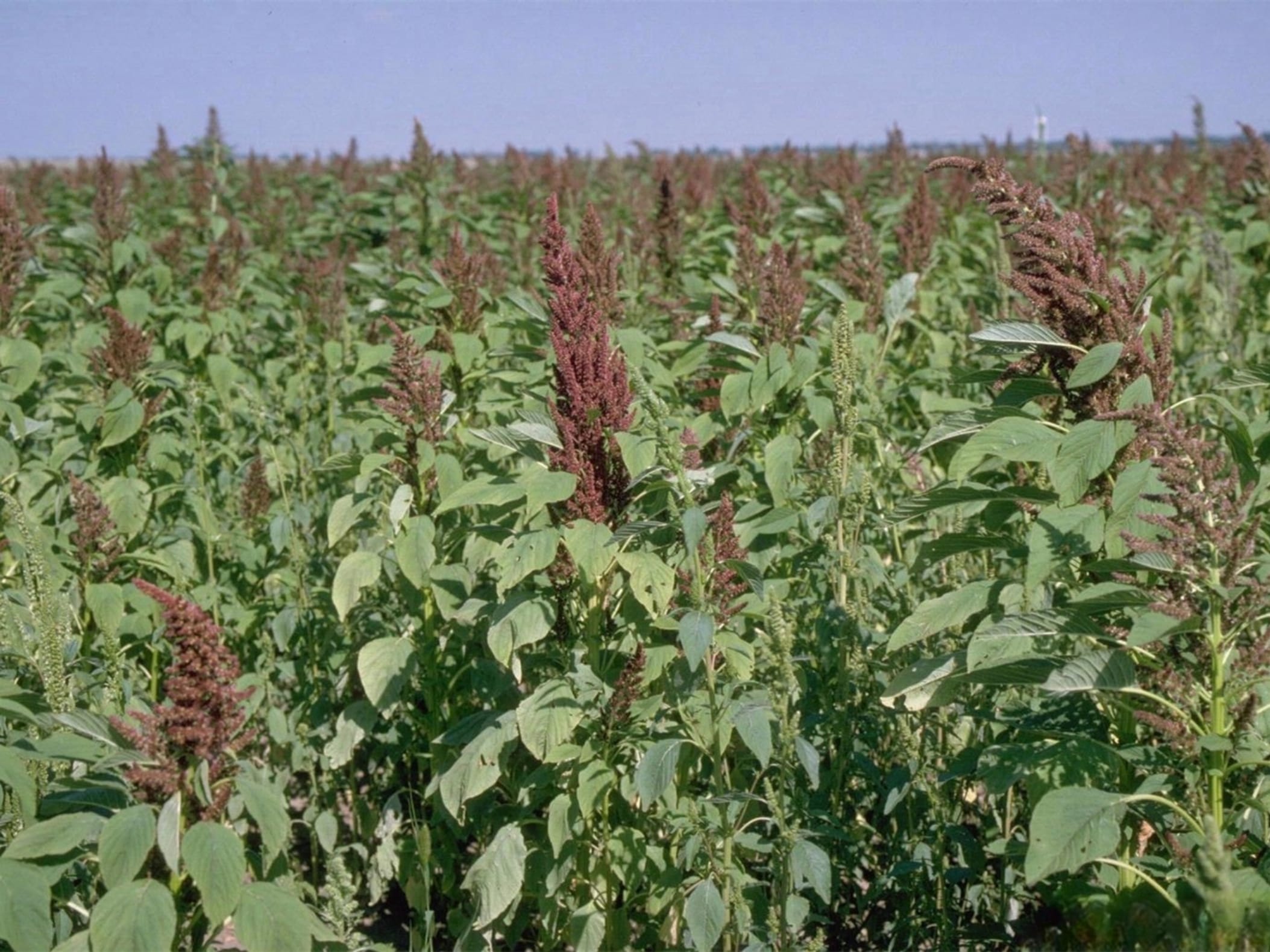 籽粒苋-瀚阳绿化