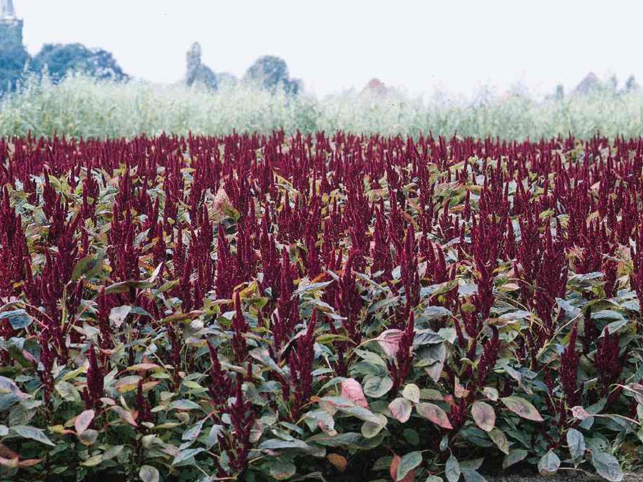 籽粒苋-瀚阳绿化