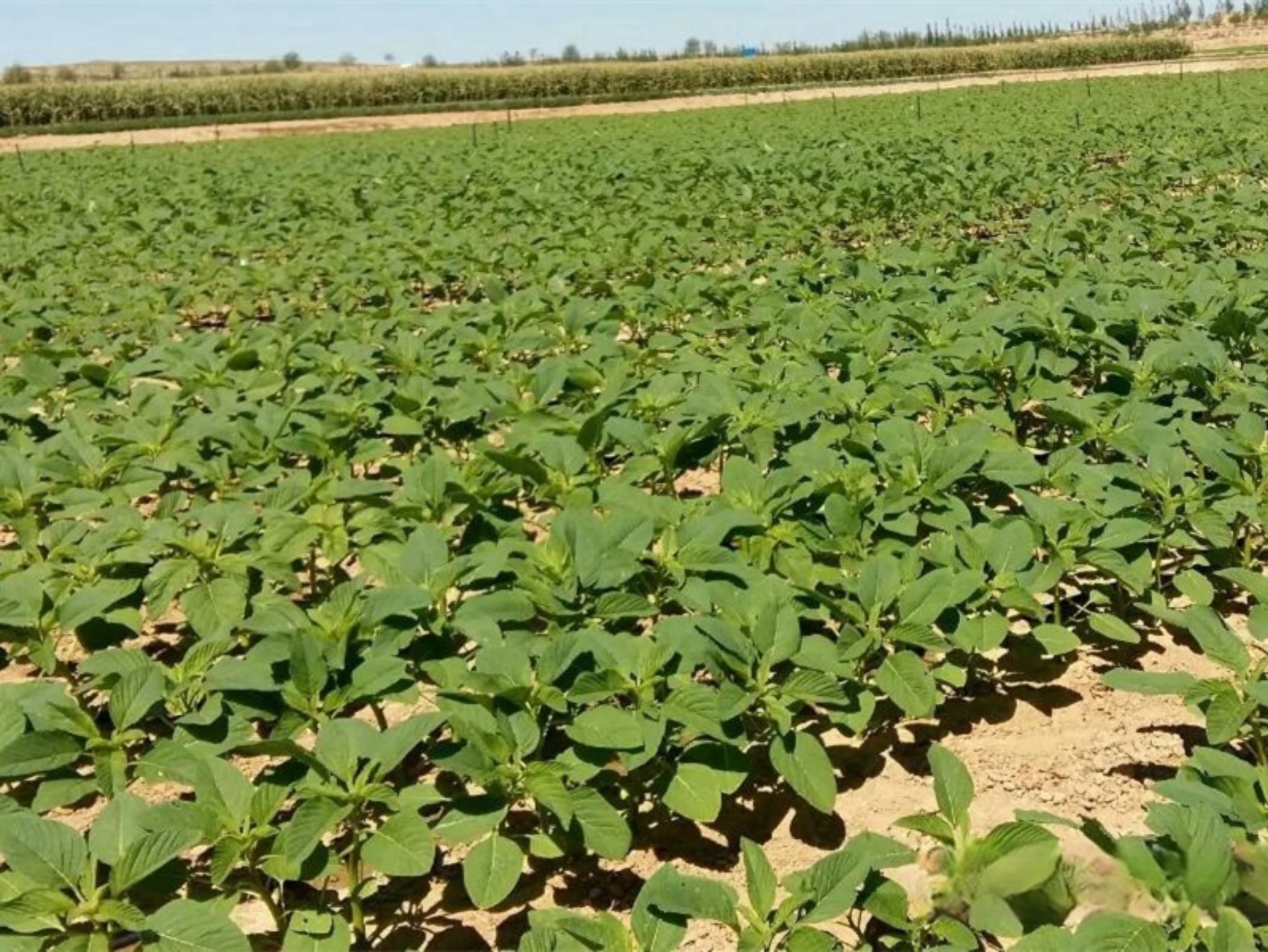 籽粒苋-瀚阳绿化