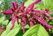 籽粒苋种子-瀚阳绿化