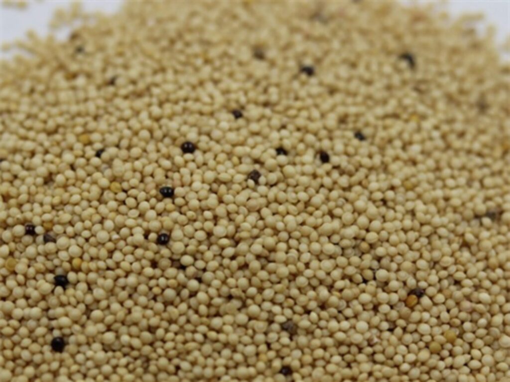 籽粒苋种籽-瀚阳绿化