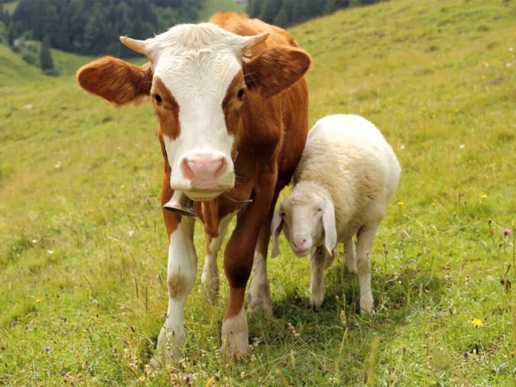 常见牧草种类及其饲喂用途（牛、羊、马）-瀚阳绿化