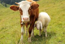 常见牧草种类及其饲喂用途（鸡、鸭、鹅、鱼、牛、羊、马）-瀚阳绿化