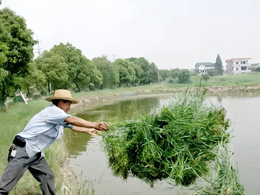 常见牧草种类及其饲喂用途（鱼）-瀚阳绿化
