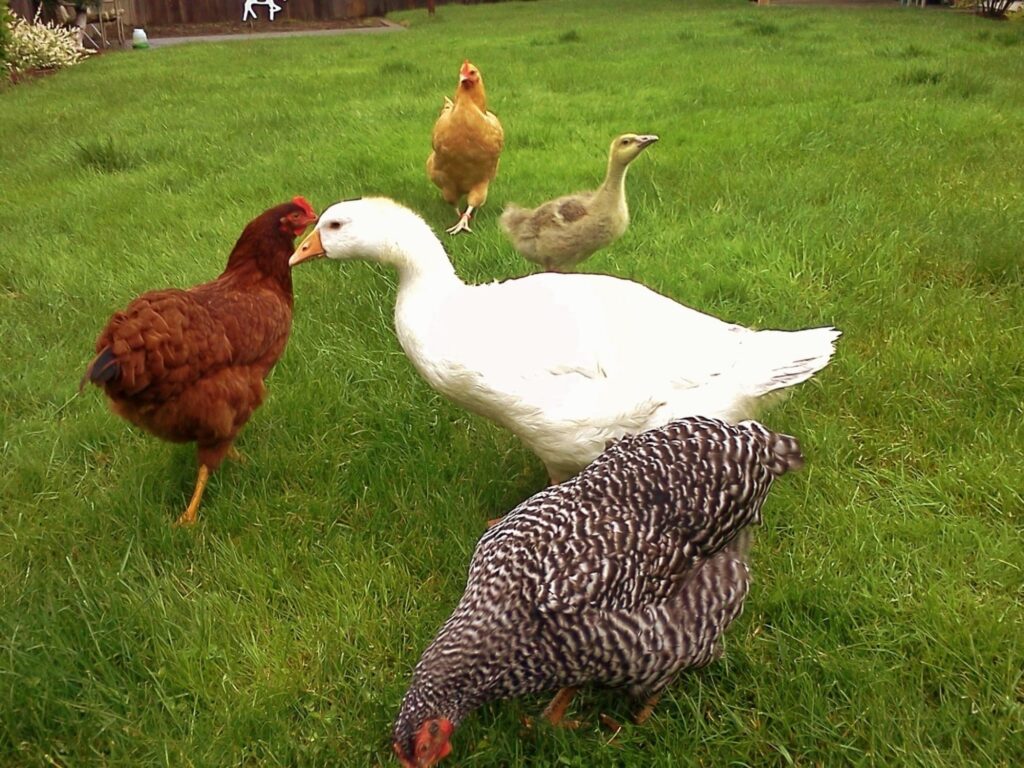 常见牧草种类及其饲喂用途（鸡、鸭、鹅）-瀚阳绿化