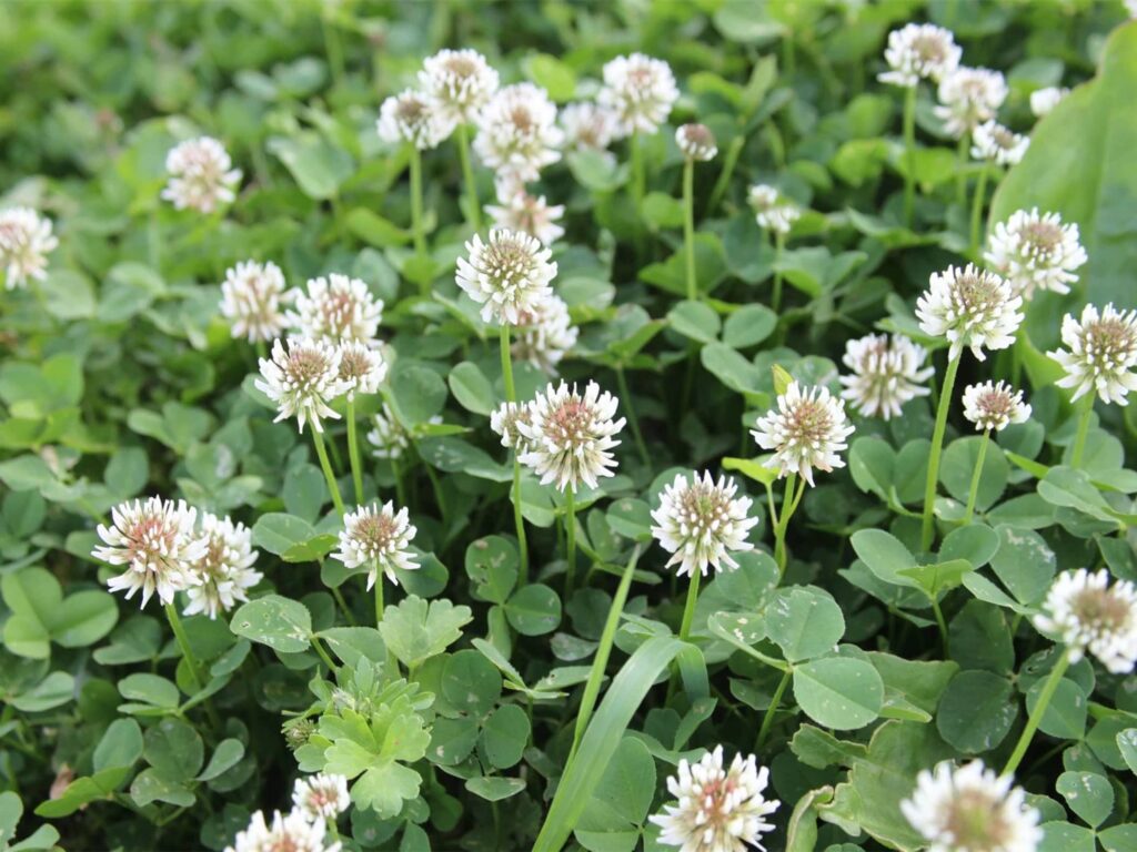 常见优质牧草-瀚阳绿化