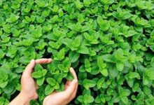 薄荷种子种植方法-瀚阳绿化