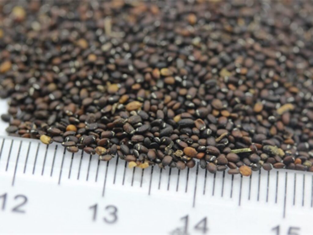 薄荷种籽-瀚阳绿化