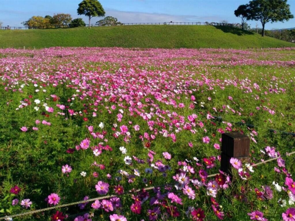 全年花海（种子种植）规划方案-瀚阳绿化