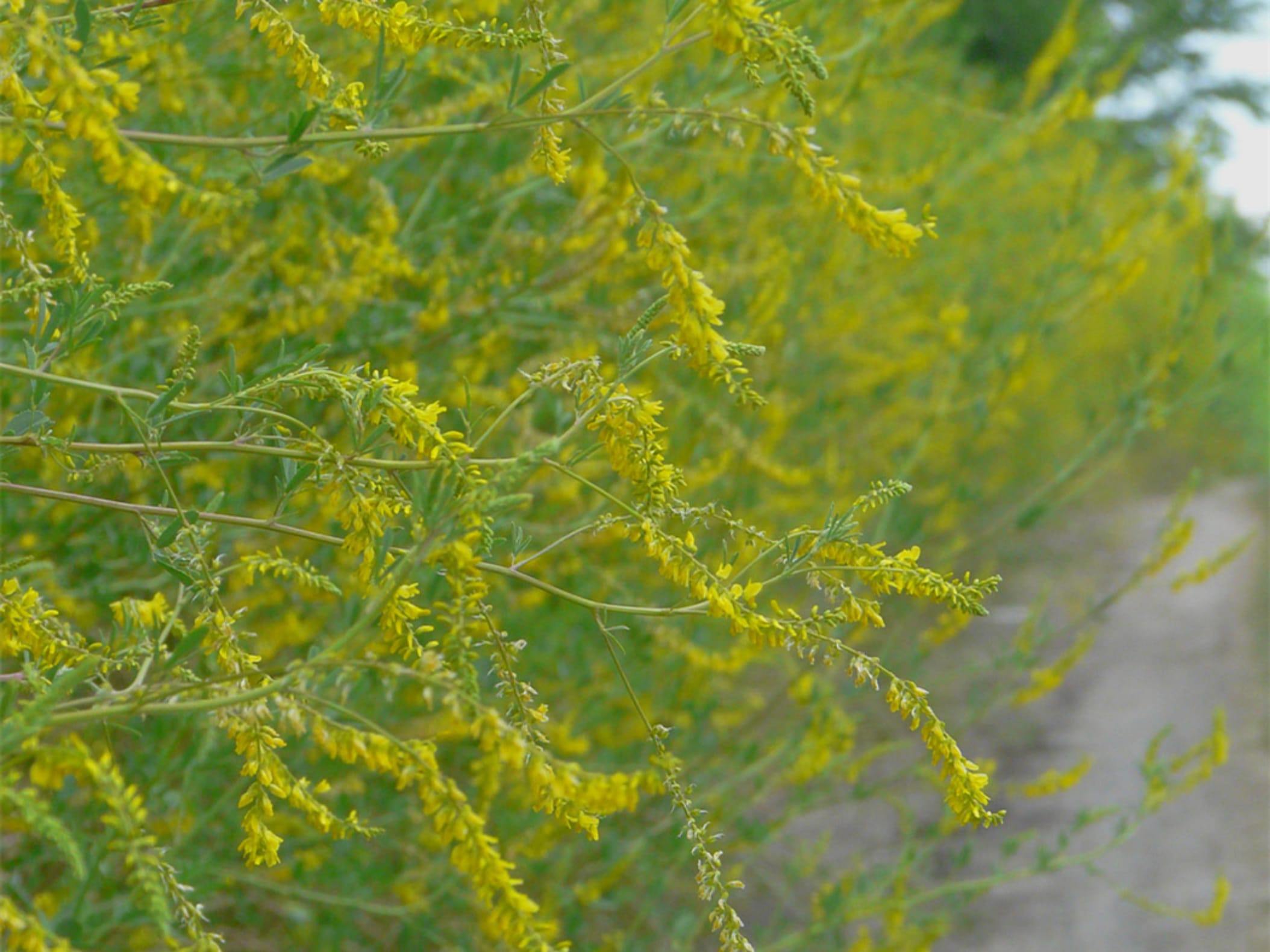 草木樨-瀚阳绿化