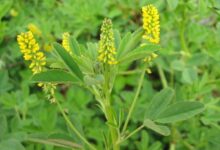 草木樨种子-瀚阳绿化