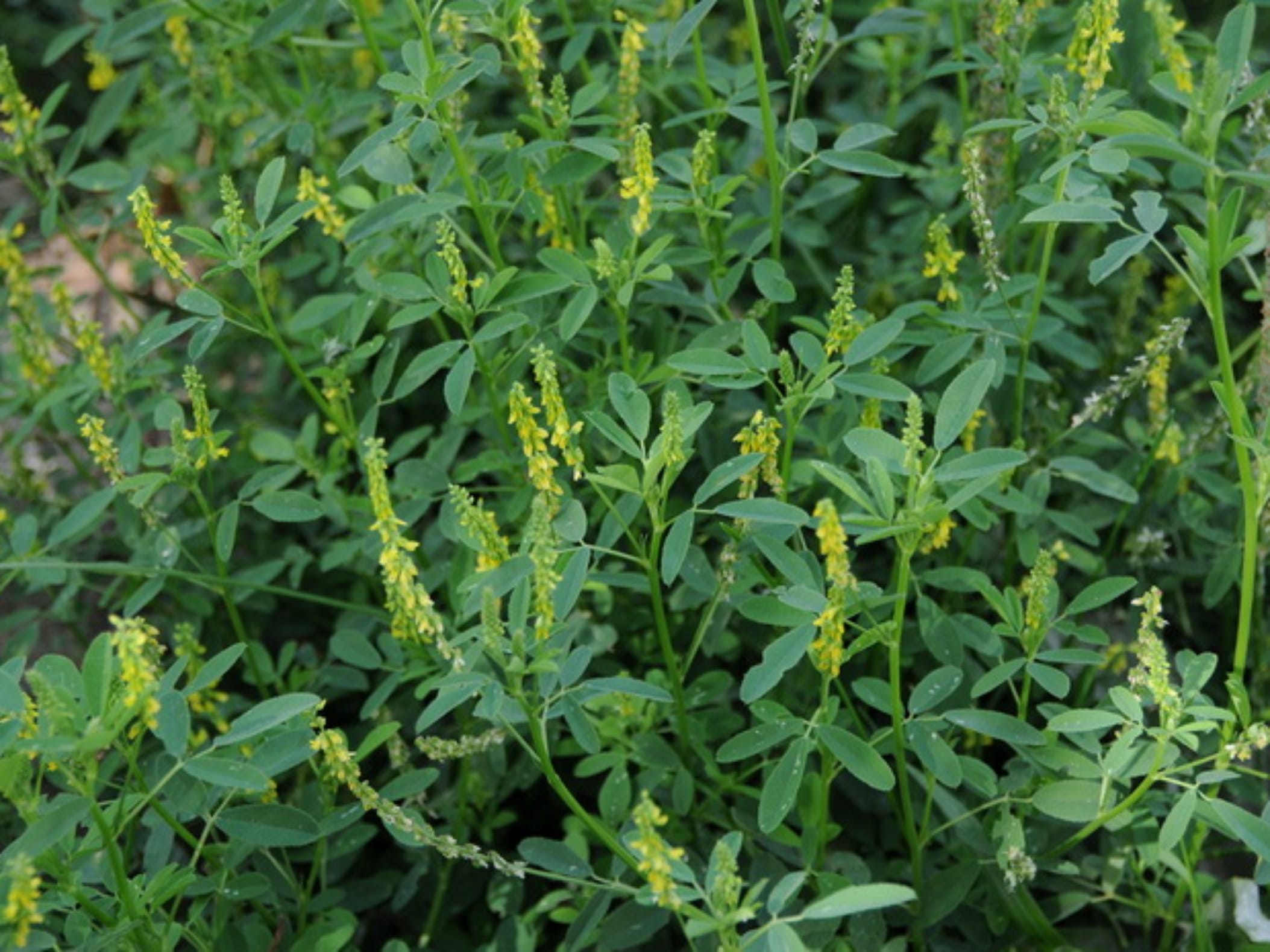 草木樨-瀚阳绿化