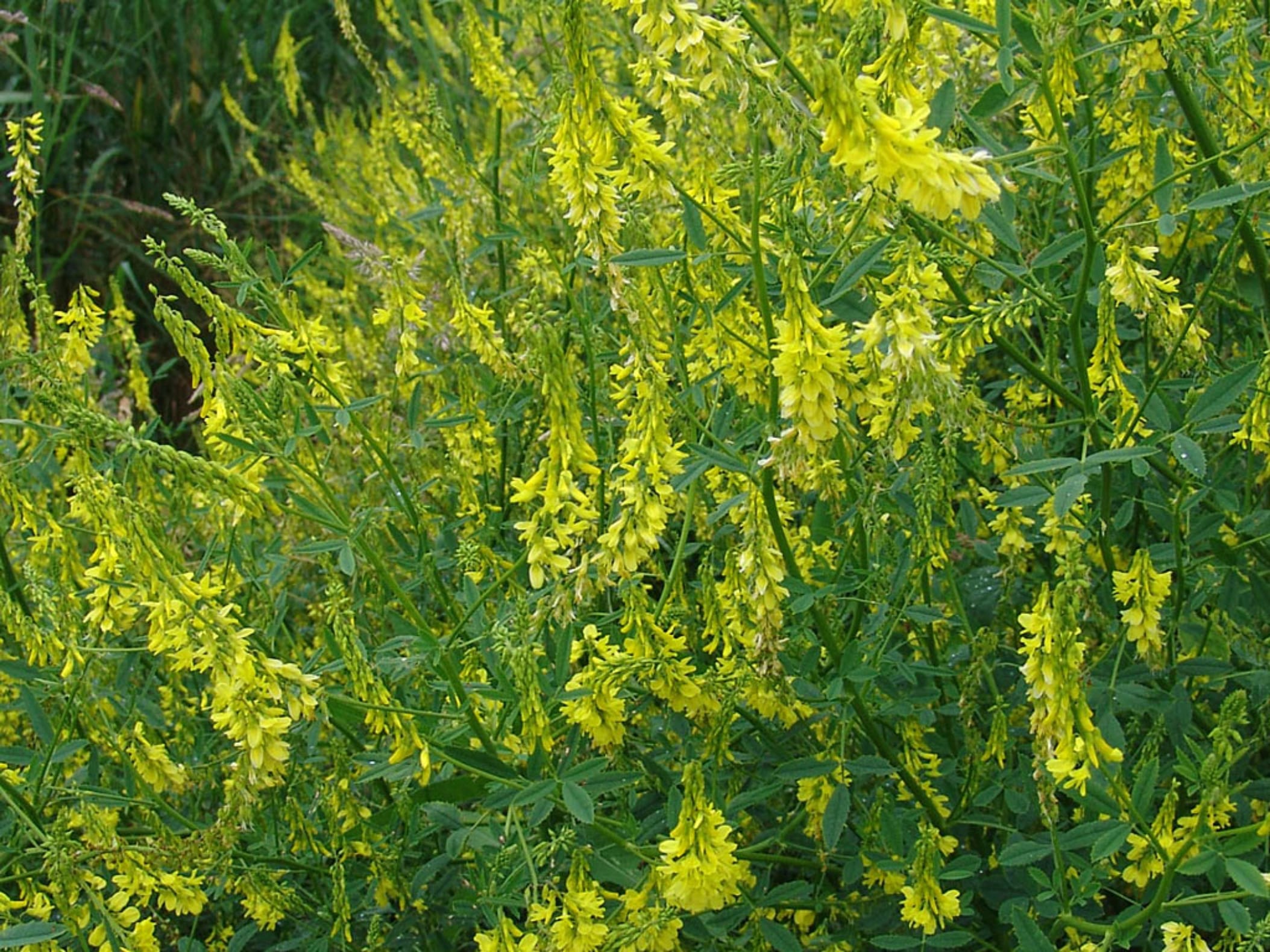 草木樨-瀚阳绿化
