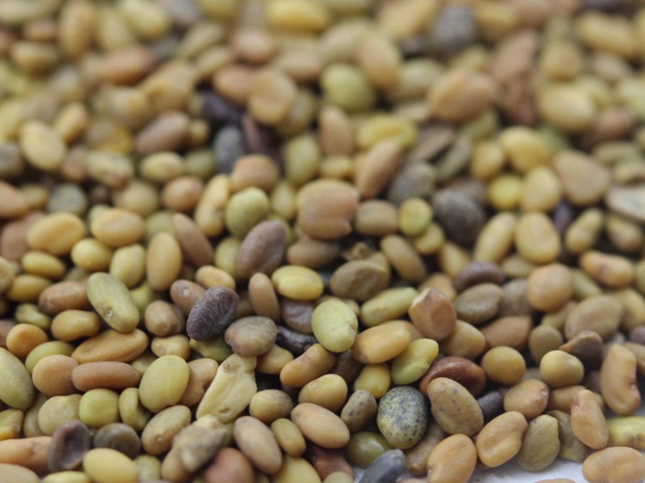 草木樨种籽-瀚阳绿化