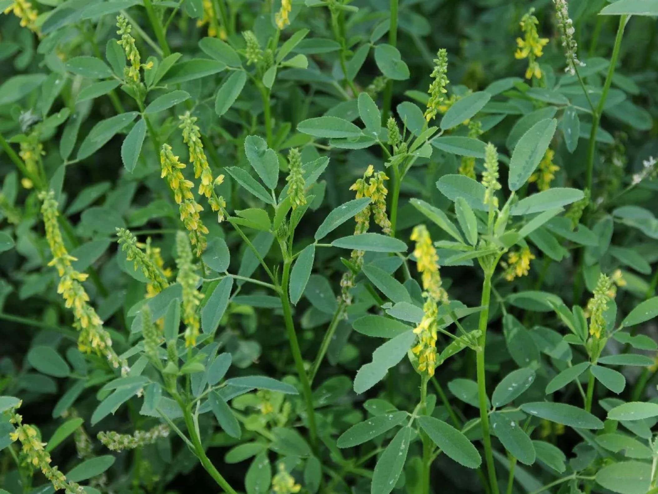 草木樨-瀚阳绿化