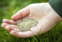 草坪种子怎么选?根据草坪特性来选择适合你的品种-瀚阳绿化