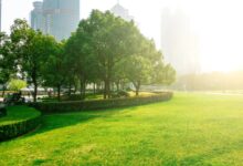 草坪种子全方位解析:种类、品种、播种与养护管理指南-瀚阳绿化