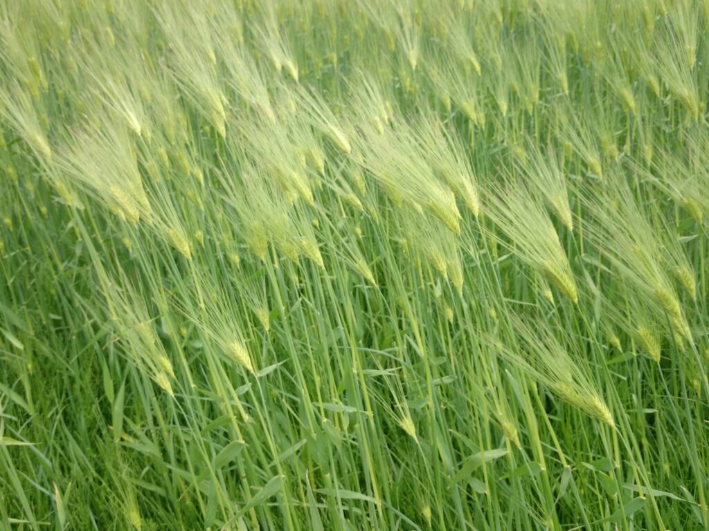 常见优质牧草-瀚阳绿化