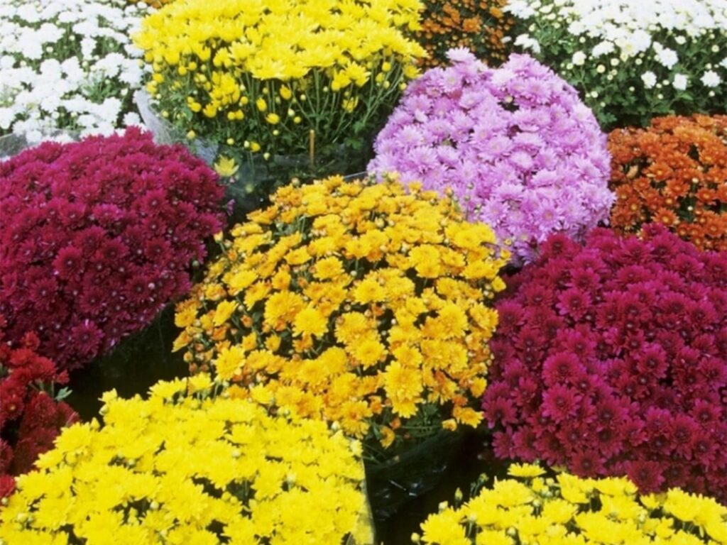 地被菊-瀚阳绿化