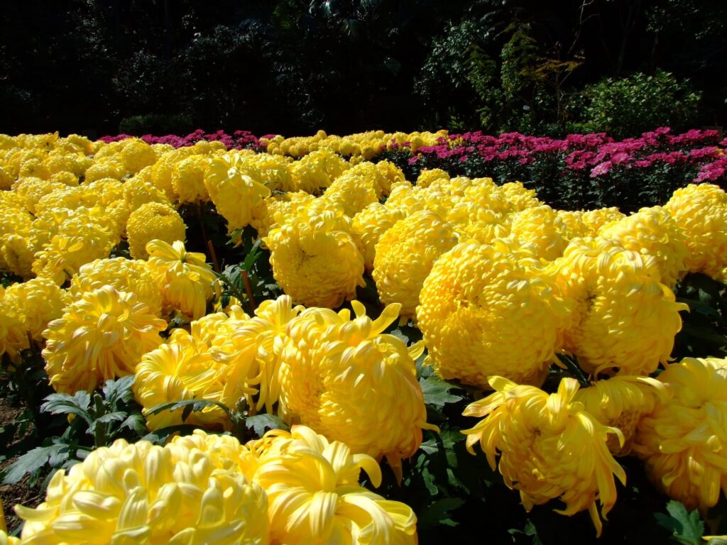 地被菊-瀚阳绿化