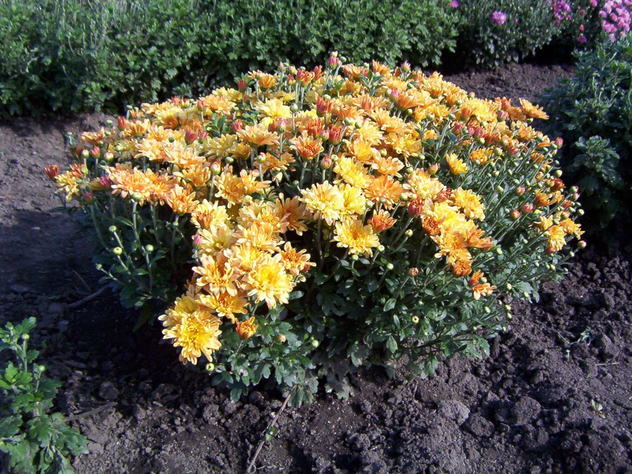 地被菊-瀚阳绿化