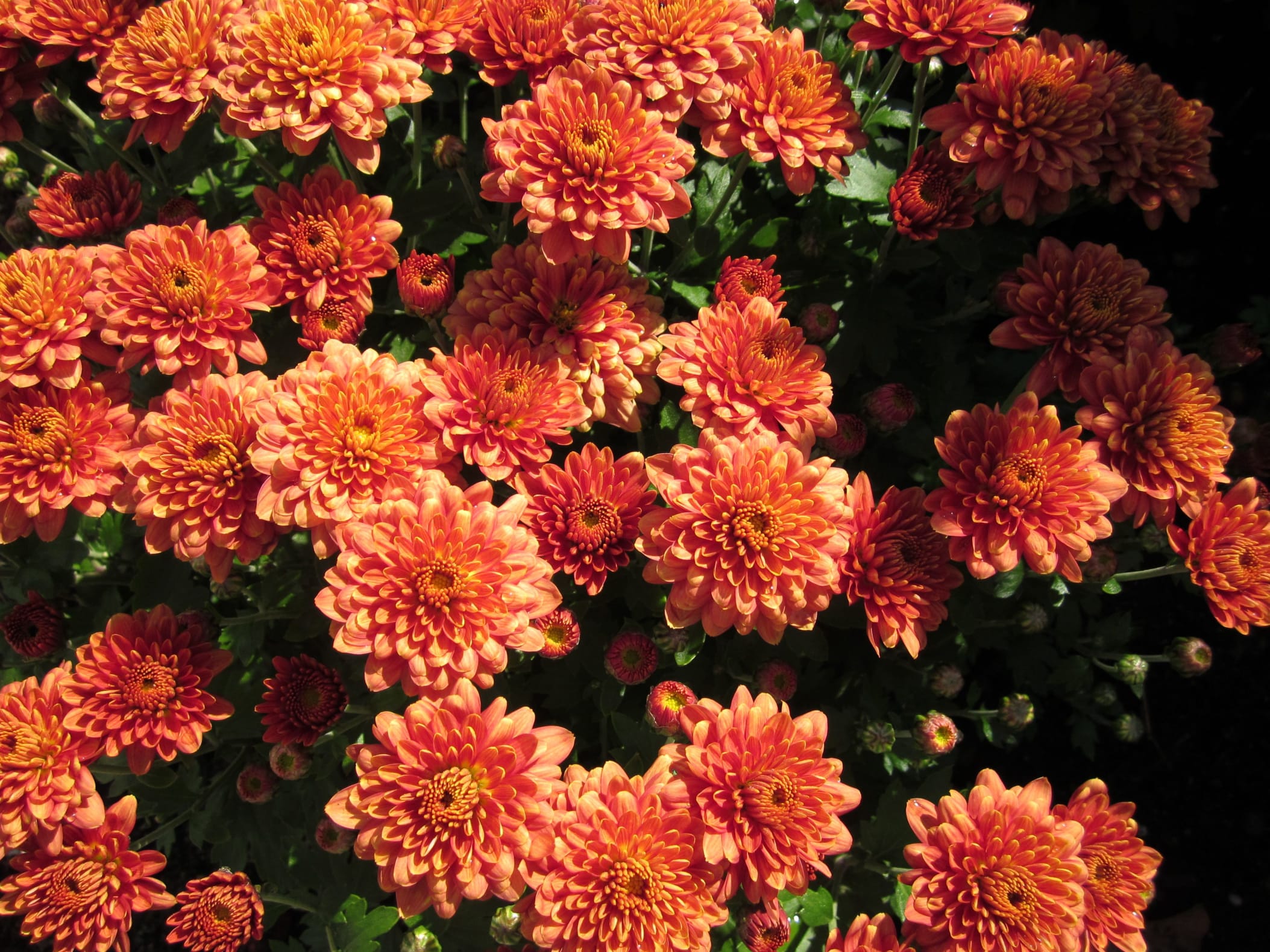 地被菊-瀚阳绿化