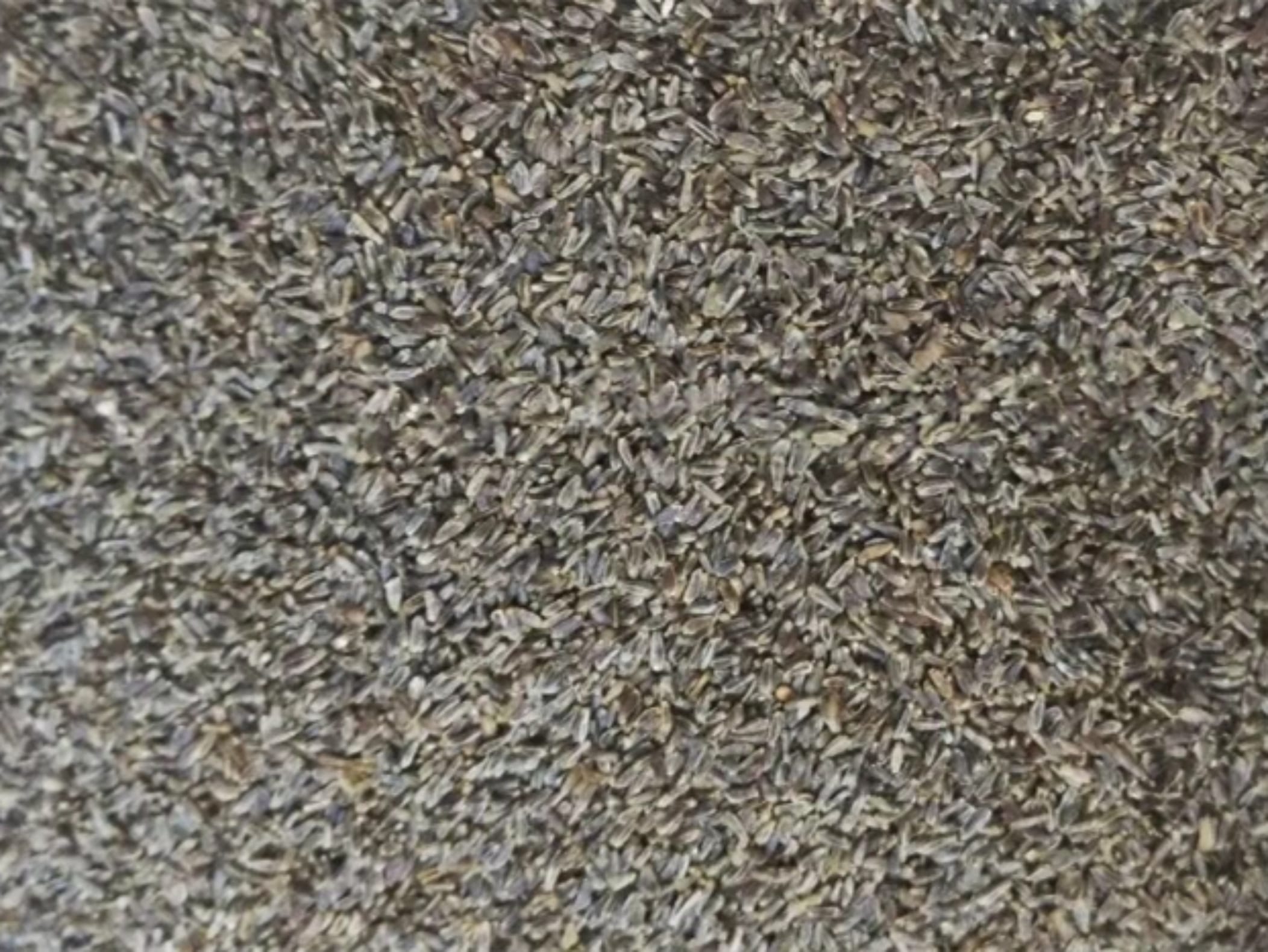 地被菊种籽-瀚阳绿化