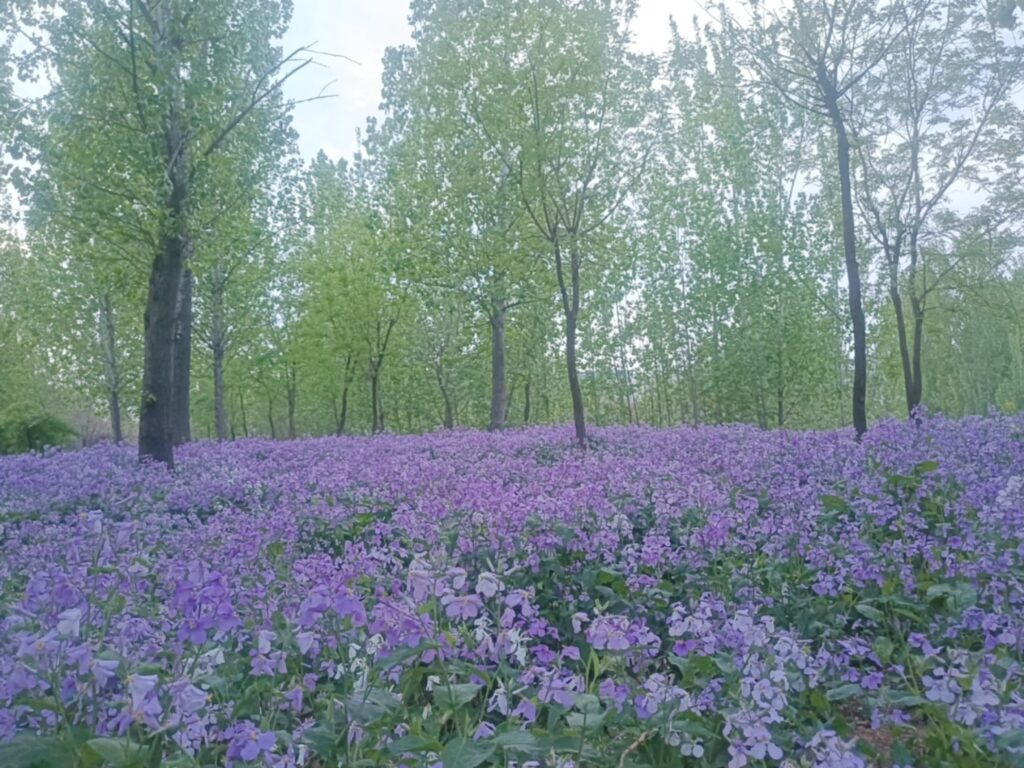 全年花海（种子种植）规划方案-瀚阳绿化