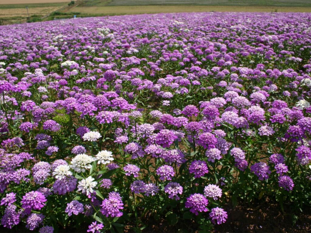 蜂室花-瀚阳绿化